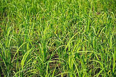 育碧新作《XDefiant》正式公布 用网易UU加速器告别丢包助你枪枪爆头